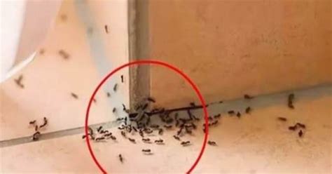 家裡出現一堆螞蟻 保安搬家